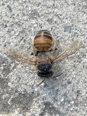 Apis mellifera
