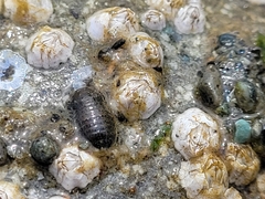 Gnorimosphaeroma oregonense