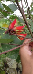 Erythrina breviflora