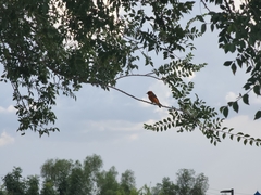 Pyrocephalus rubinus