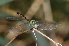 Erpetogomphus eutainia
