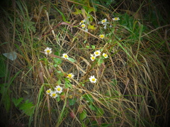Chrysanthemum chanetii