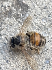 Apis mellifera
