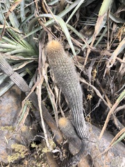 Loxanthocereus acanthurus