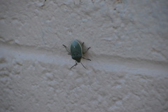 Chlorochroa