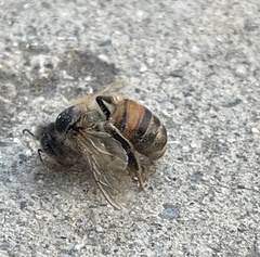 Apis mellifera