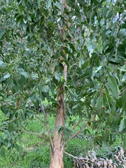 Eucalyptus ovata