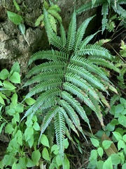Pteris fauriei