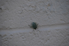 Chlorochroa