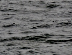 Brachyramphus marmoratus