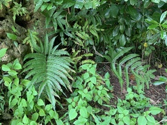 Pteris fauriei