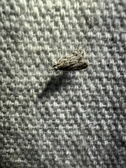 Eudonia heterosalis