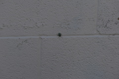 Chlorochroa