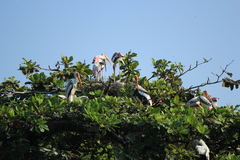 Mycteria leucocephala