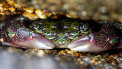 Pachygrapsus crassipes