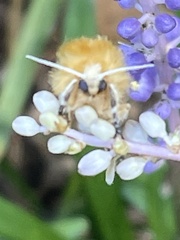 Megalopyge opercularis