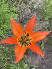 Lilium philadelphicum