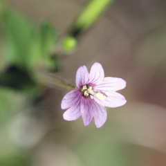 Epilobium ciliatum