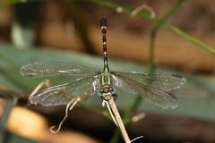 Erpetogomphus eutainia