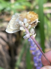 Megalopyge opercularis
