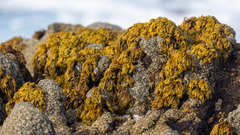 Pelvetiopsis arborescens