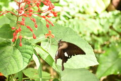 Papilio helenus