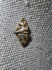 Glyphodes pyloalis