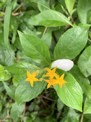 Mussaenda formosanum