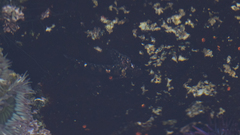 Clinocottus recalvus