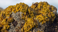 Pelvetiopsis arborescens