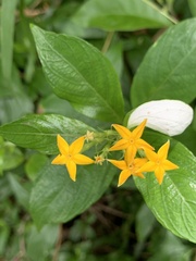 Mussaenda formosanum