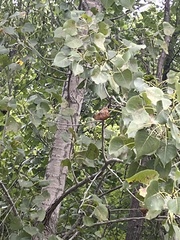 Populus tremuloides
