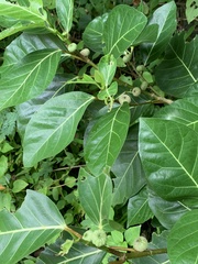 Mussaenda formosanum