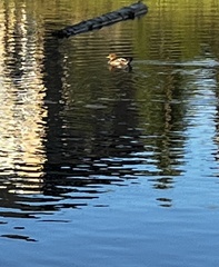 Lophodytes cucullatus