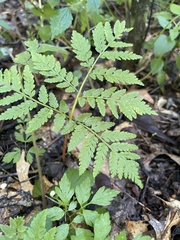 Botrypus virginianus