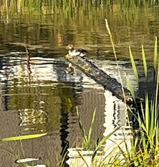 Lophodytes cucullatus