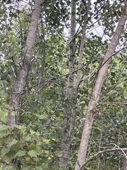 Populus tremuloides
