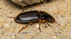 Harpalus