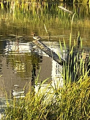 Lophodytes cucullatus