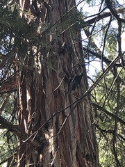 Dryobates albolarvatus
