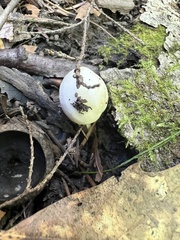 Hygrophorus eburneus