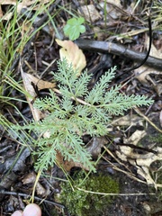 Sceptridium dissectum dissectum