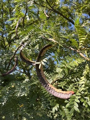 Gleditsia triacanthos inermis
