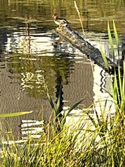 Lophodytes cucullatus