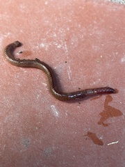 Lumbricus terrestris
