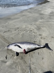 Phocoena phocoena