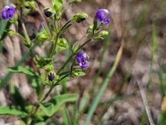Trichostema dichotomum