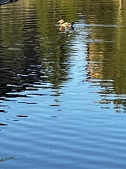 Lophodytes cucullatus