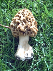 Morchella