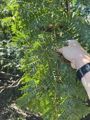 Gleditsia triacanthos inermis